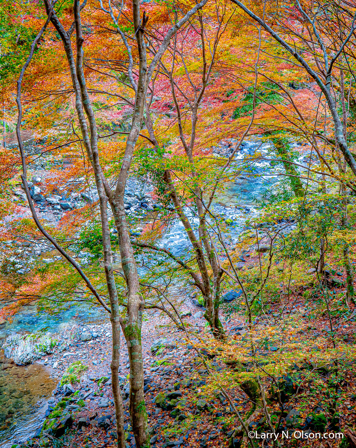 Autumn Forest, Japan Forest, Kyoto, Japan | 