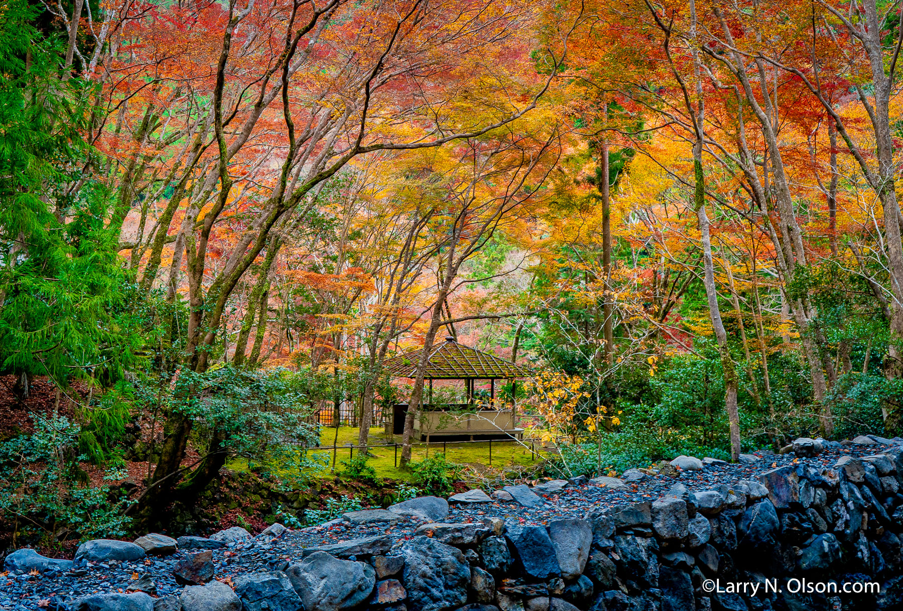 Autumn Forest, Japan | 