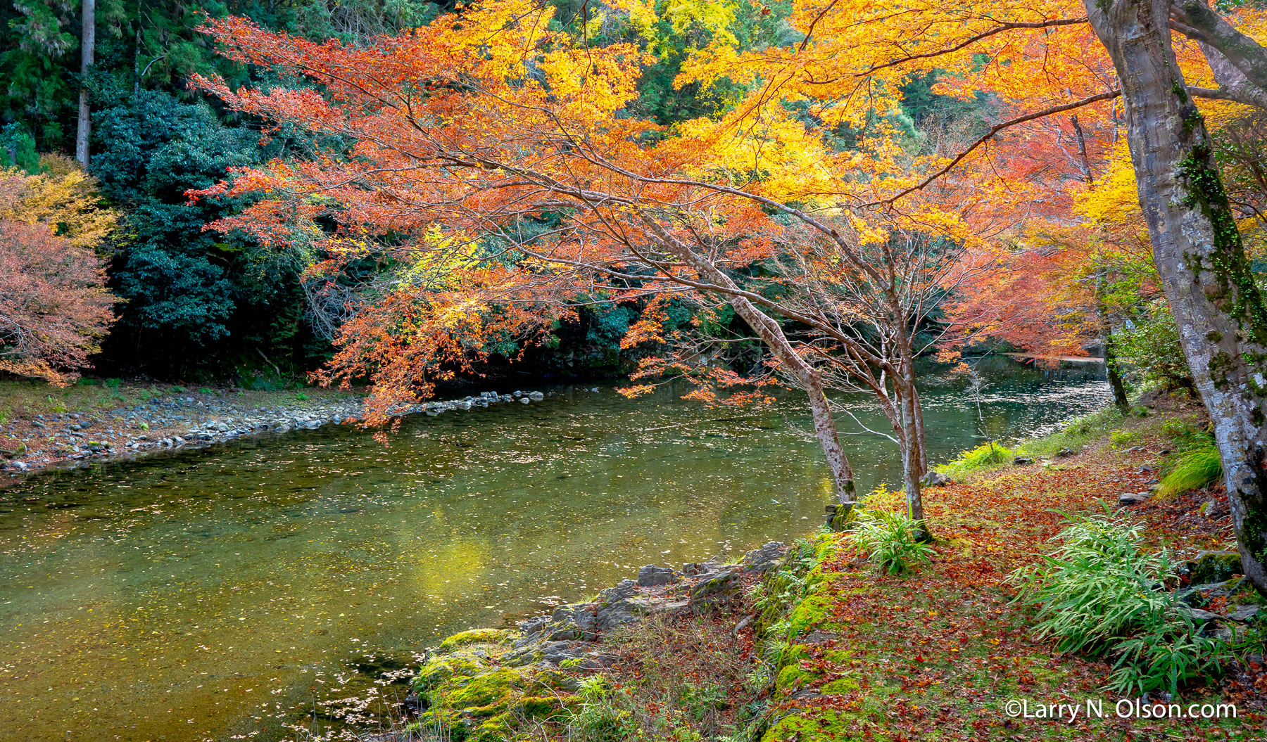 Autum Forest, Kyoto, Japan | 