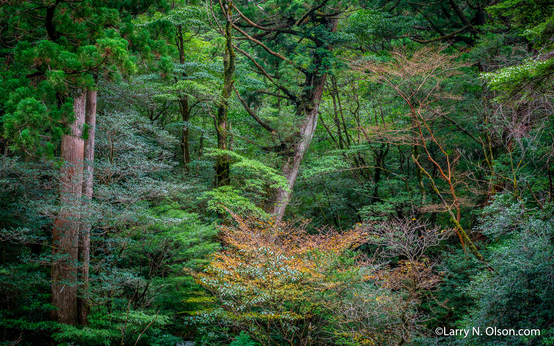 Stewartia, Yakusugi Land, Yakushima, Japan | 