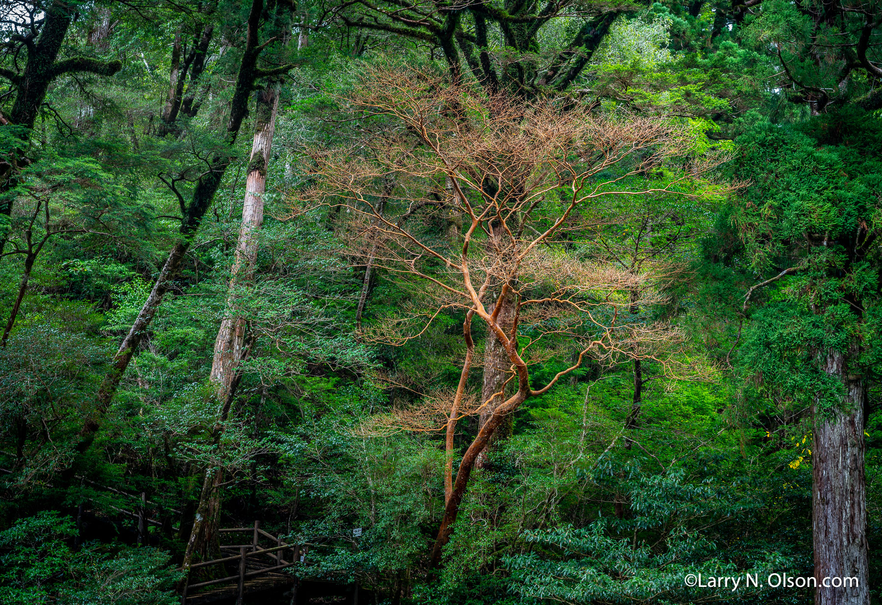 Stewartia, Yakusugi Land, Yakushima, Japan | 