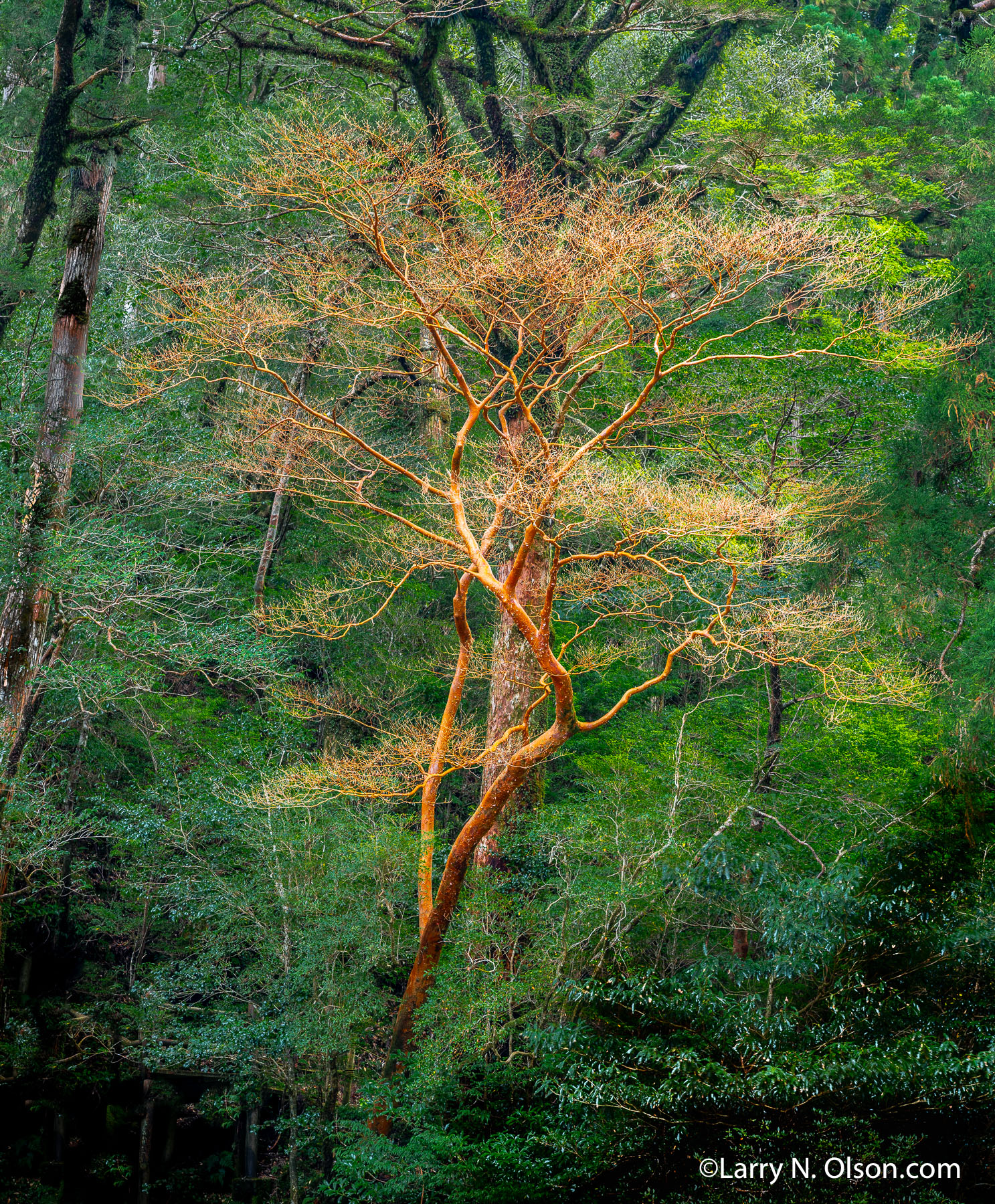 Stewartia, Yakusugi Land, Yakushima, Japan | 