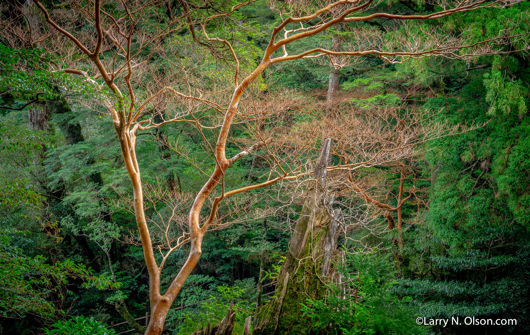 Stewartia, Yakusugi Land, Yakushima, Japan | 