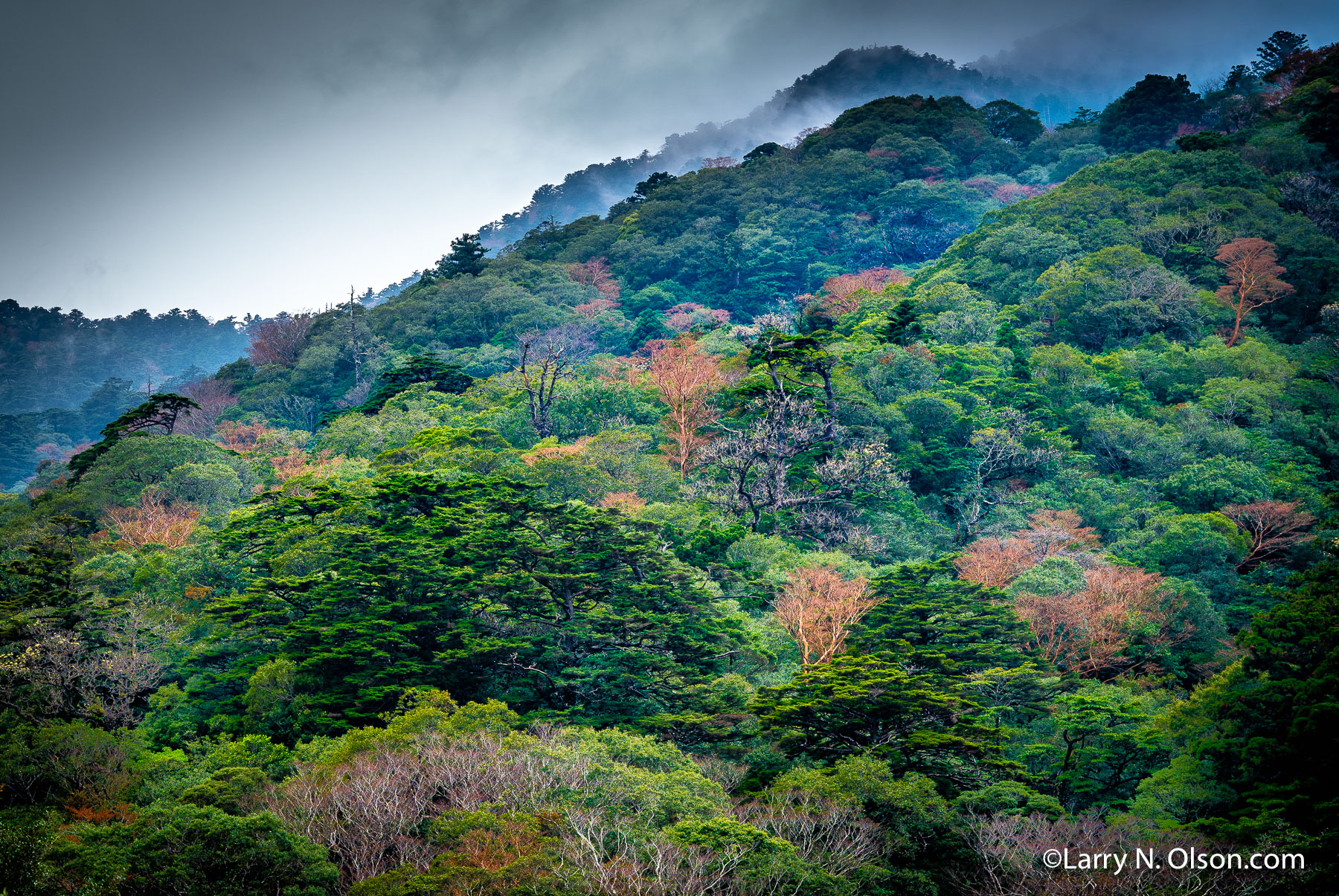 Stewartia, Yakusugi Land, Yakushima, Japan | 