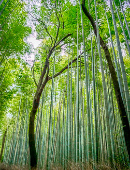 Bamboo Path, Timber Bamboo, Japan | In Japan's Sagano Bamboo Forest, on the outskirts of Kyoto, towering green stalks of timber Bamboo reach to the sky.