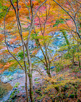 Autumn Forest, Japan Forest, Kyoto, Japan | 