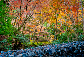 Autumn Forest, Japan | 