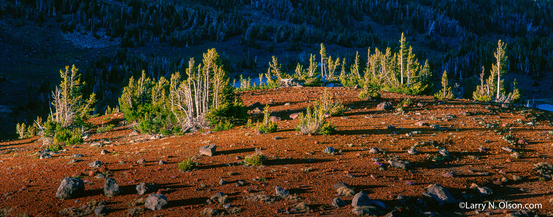 Cinder Cone, Three Sisters Wilderness , OR | White Bark Pine on a volcanic cinder cone is lit by the late summer light.