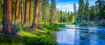 Ponderosa Pines, Metolious River, OR | Ponderosa Pine line the banks of the Metolious River in central Oregon.