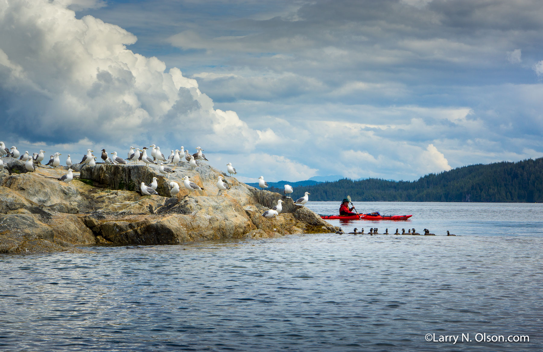 Broughton Archipelago, BC. | Gulls and kayaker in  the White Cliffs, Broughton Archipelago, BC.