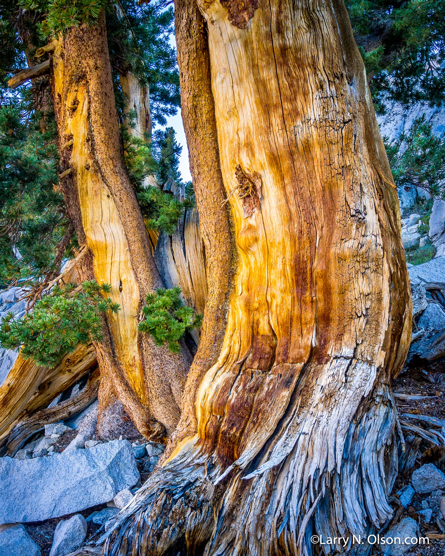 Lodgepole Pine, Sierra Mountains, CA | Huge and weathered Lodgepole Pine, found in the Sixty Lakes Basin of Kings Canyon National Park.