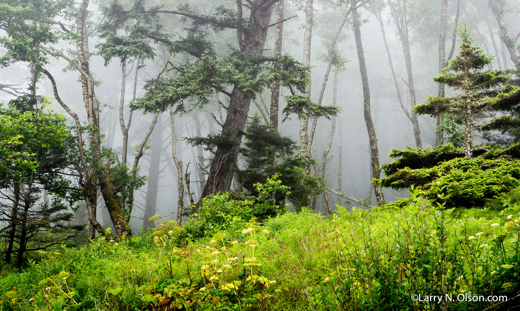 Coastal Forest, Olympic National Park, WA | Verdant  groundcover, Alder and Sitka Spruce are silhouetted in fog.