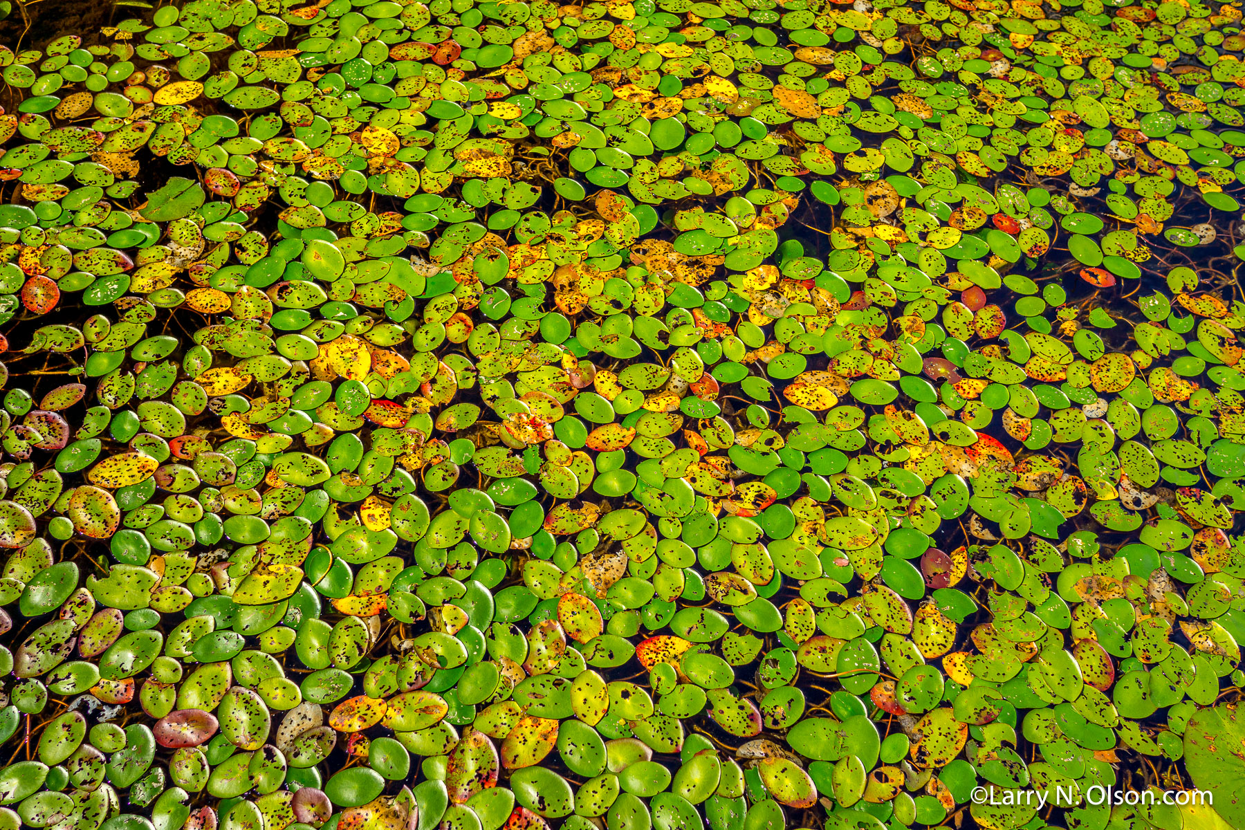 Water Lilies #4 , MN | A collection of water lilies in the Boundary Waters Canoe Area of Minnesota begins to change color as fall approaches.