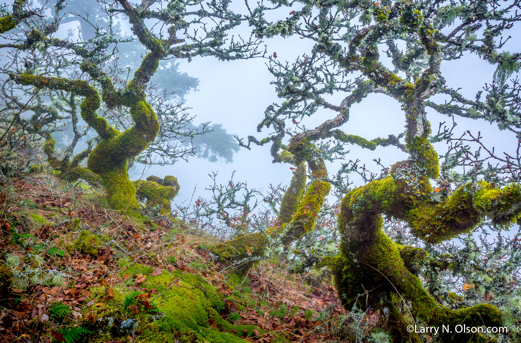 Gnareled Oaks, Columbia River Gorge, OR | Hard weather has made natural Bonzei of these oaks covered in lichen.