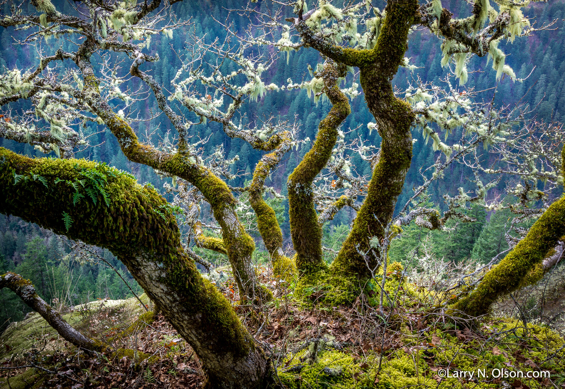 Oaks in Winter, Columbia River Gorge, OR | Oak tree trunks have grown away from each other to gain more light.