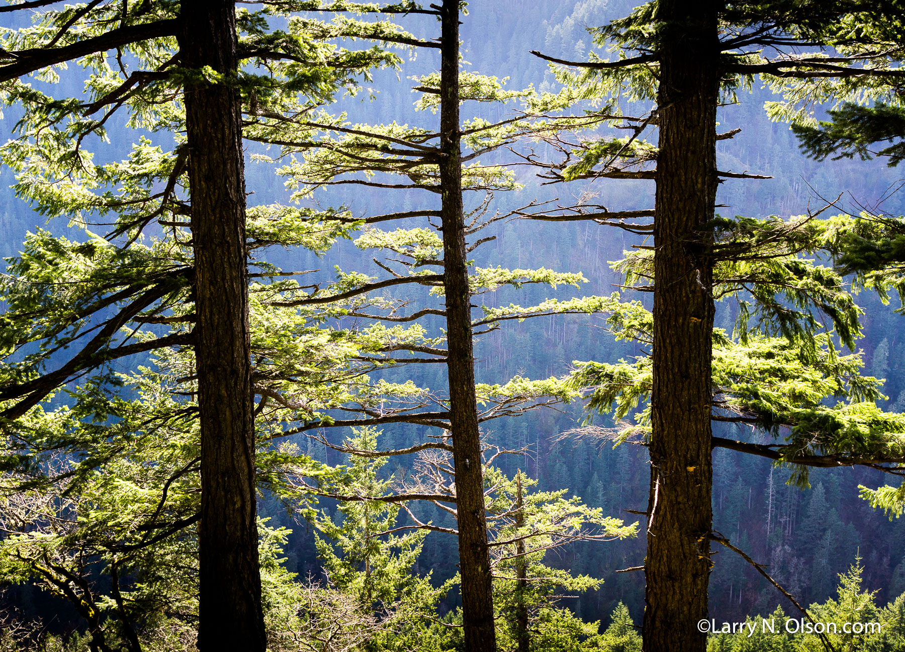 Douglas Fir, Eagle Creek, OR | Douglas Fir in the Columbia River Gorge Recreation Area are backlit and silhouetted, their needles looking chartreuse green.