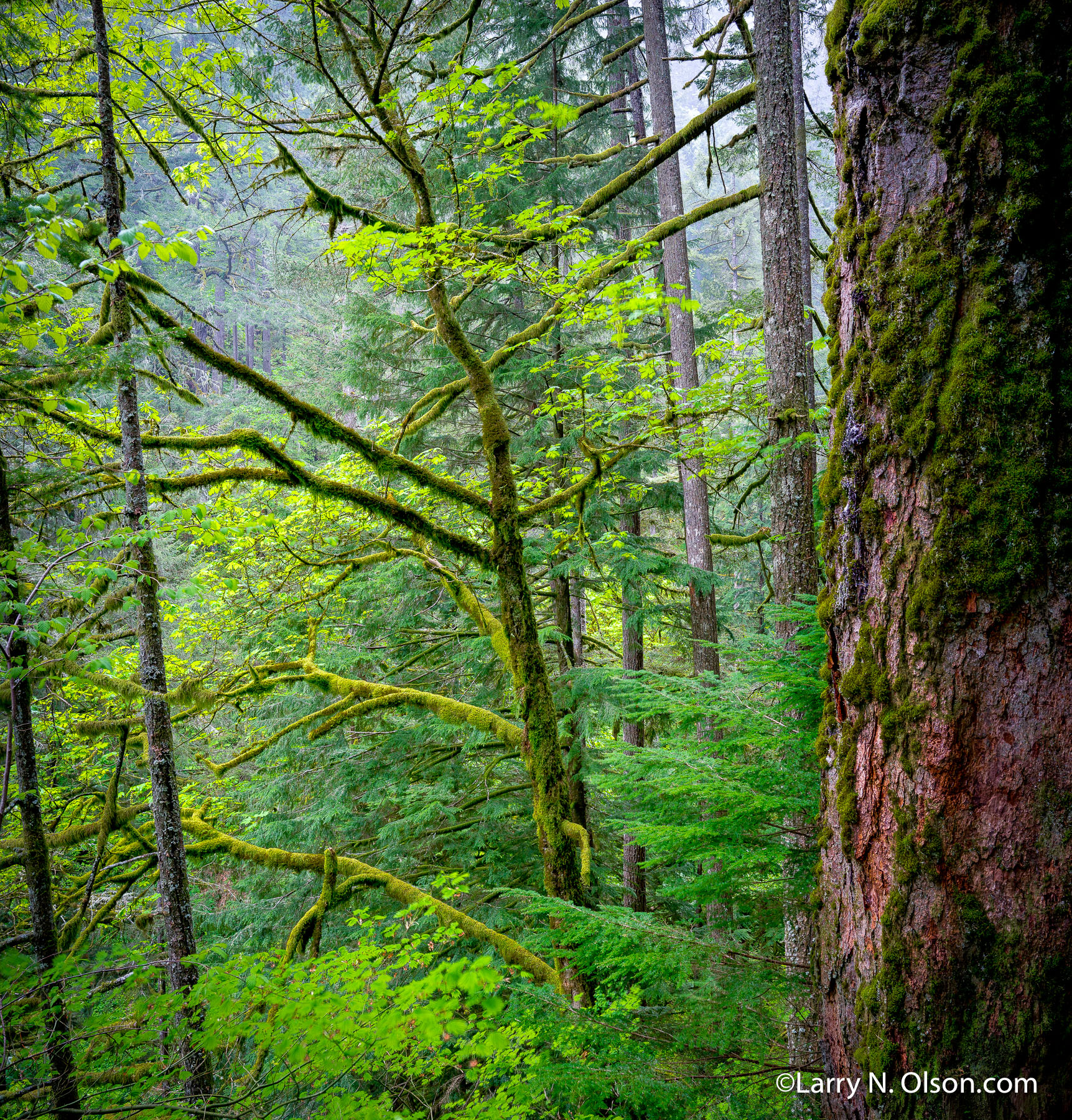 Spring Forest, Oneonta Creek Canyon, Columbia River Gorge, OR | 