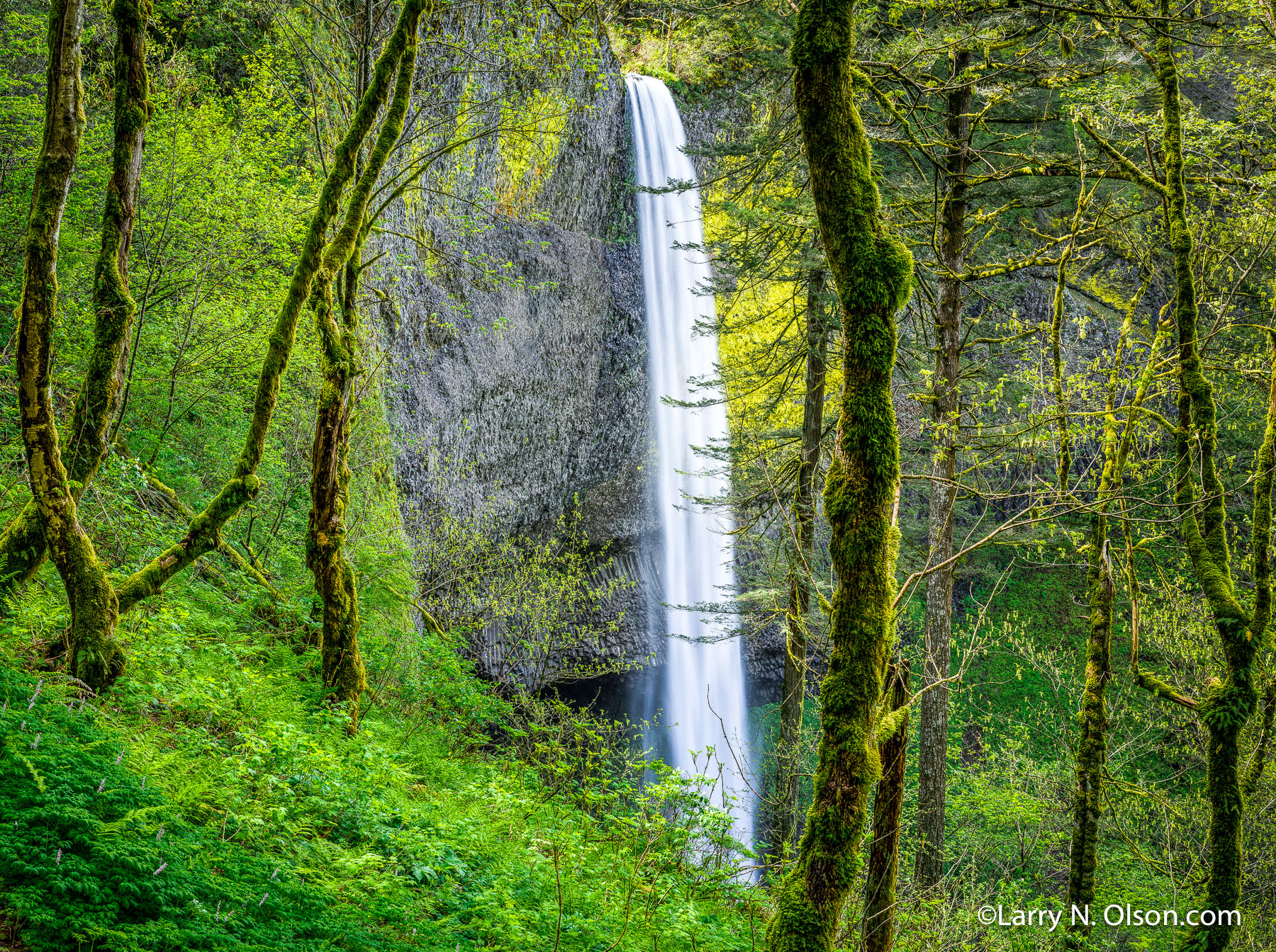 Latourell Falls and Forest, OR | Latourell Falls is framed by trees and spring growth.