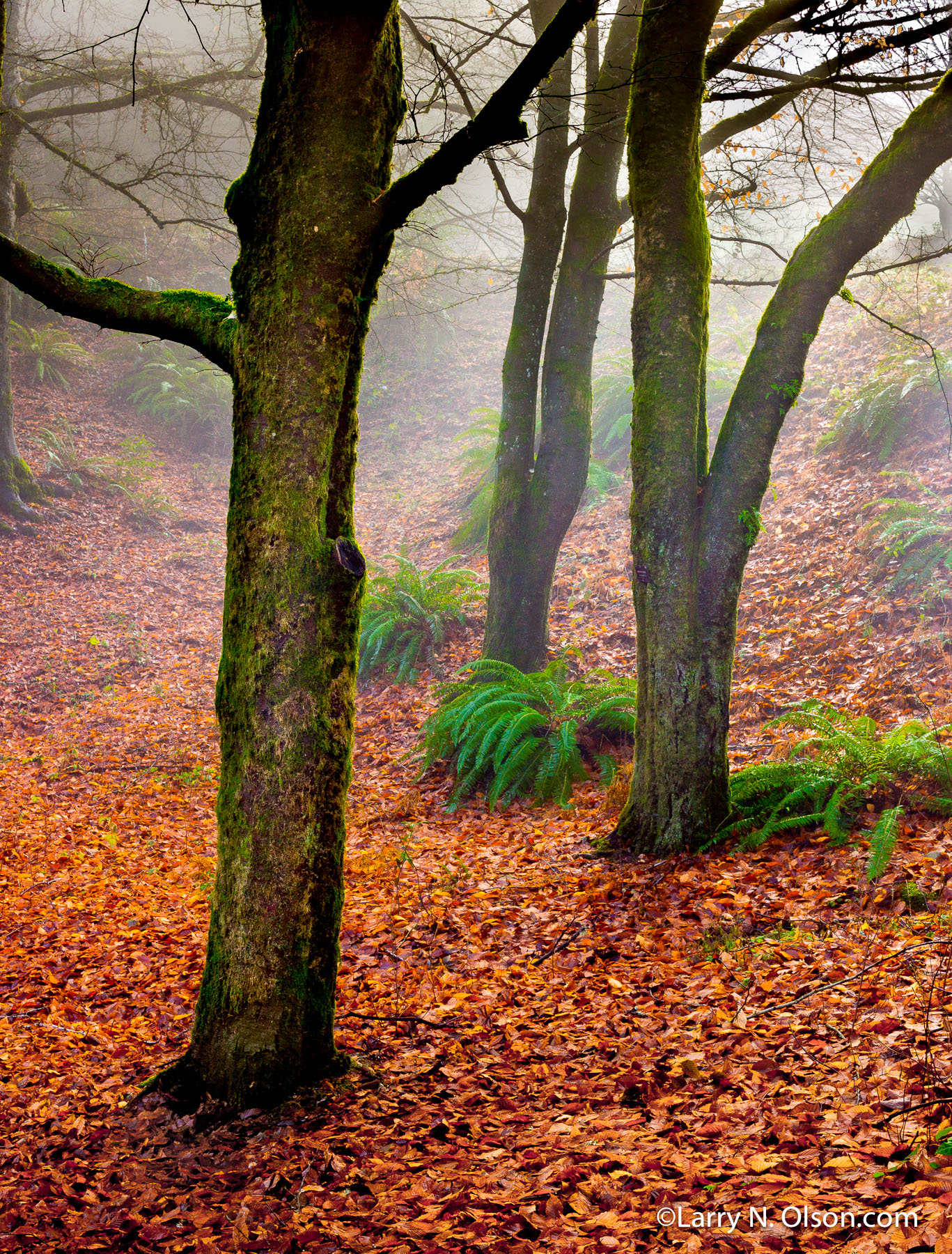 Hoyt Arboretum, Portland, Oregon | 