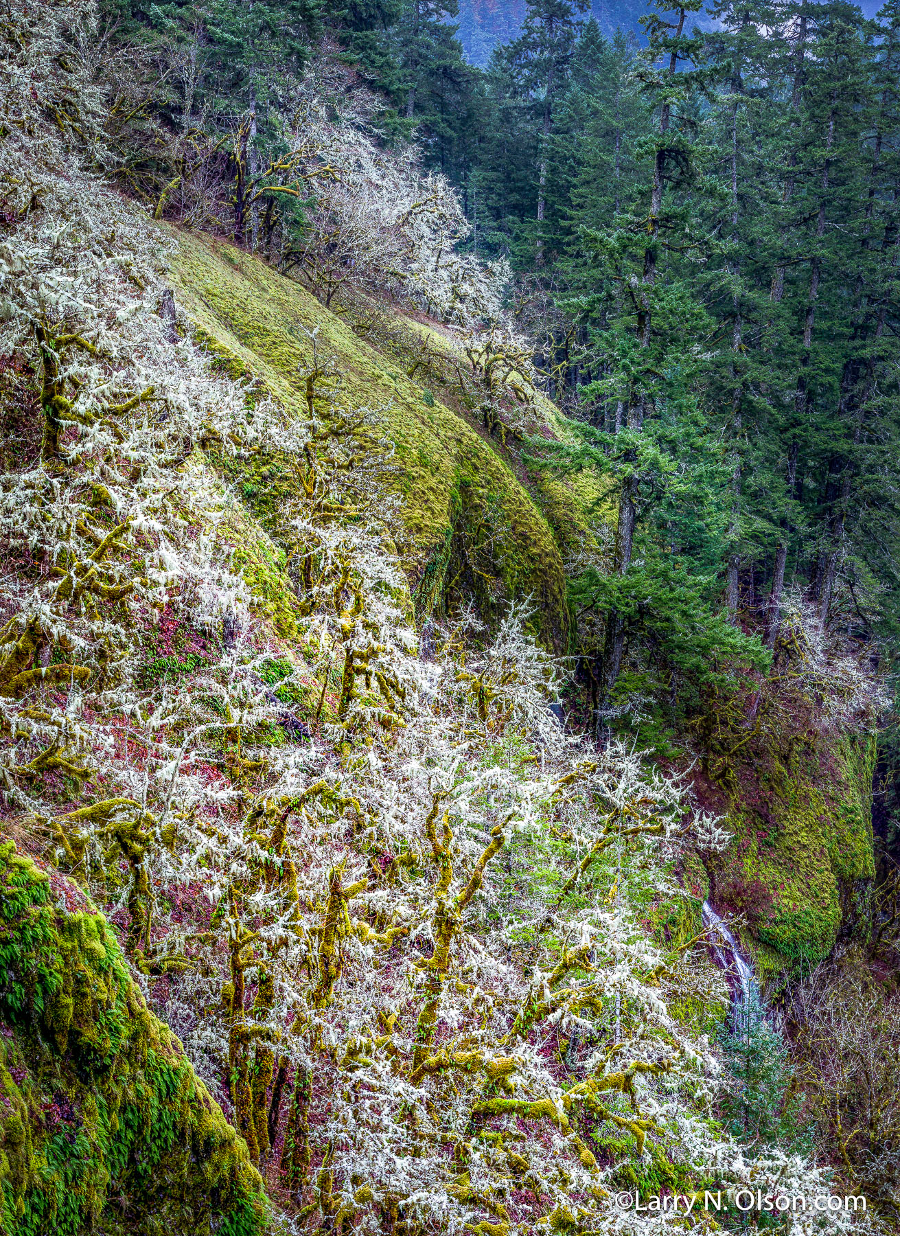 Winter Cliffs, Eagle Creek, Columbia Gorge, OR | 