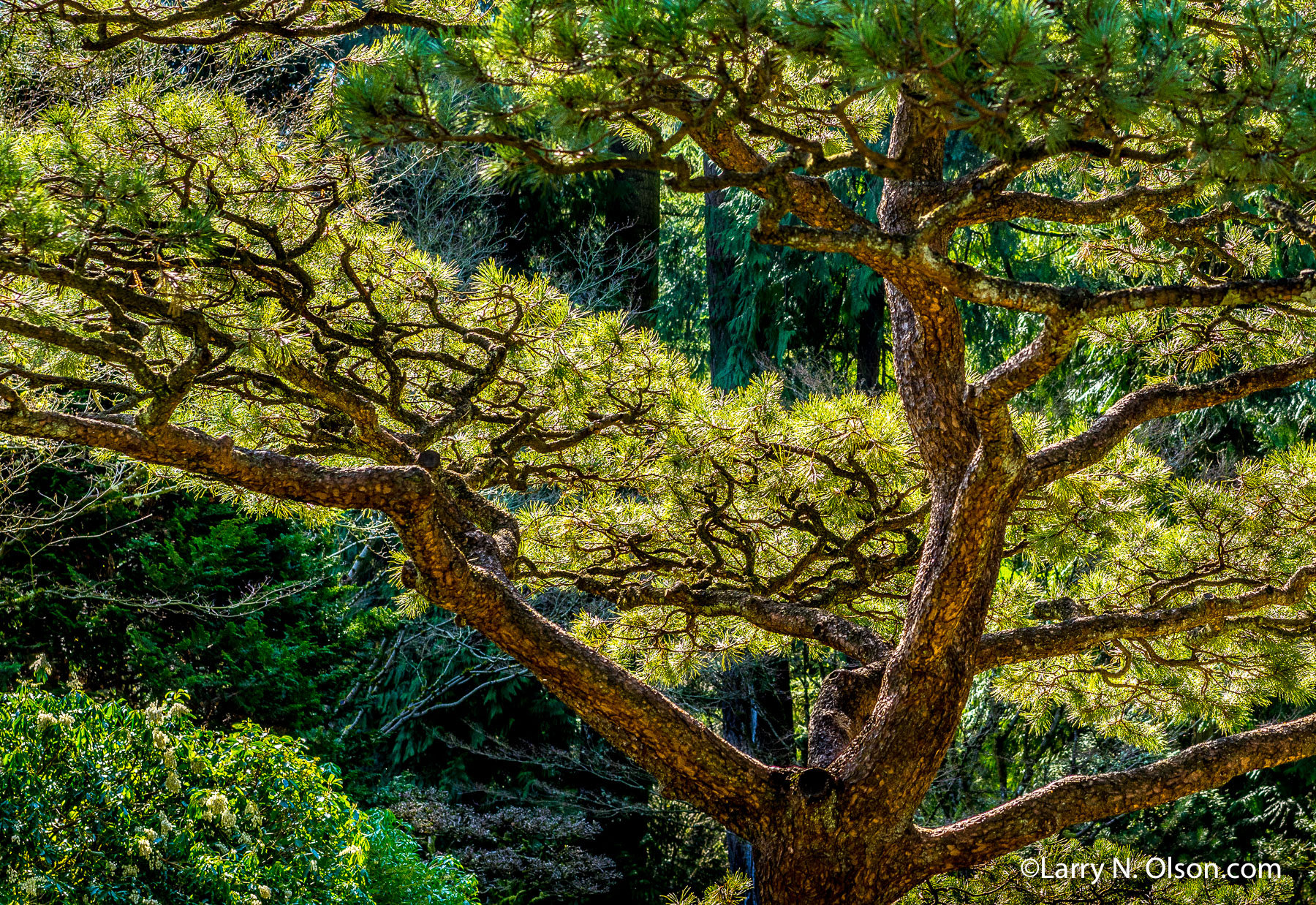 Black Pine, Japanese Garden, Portland, Oregon | 