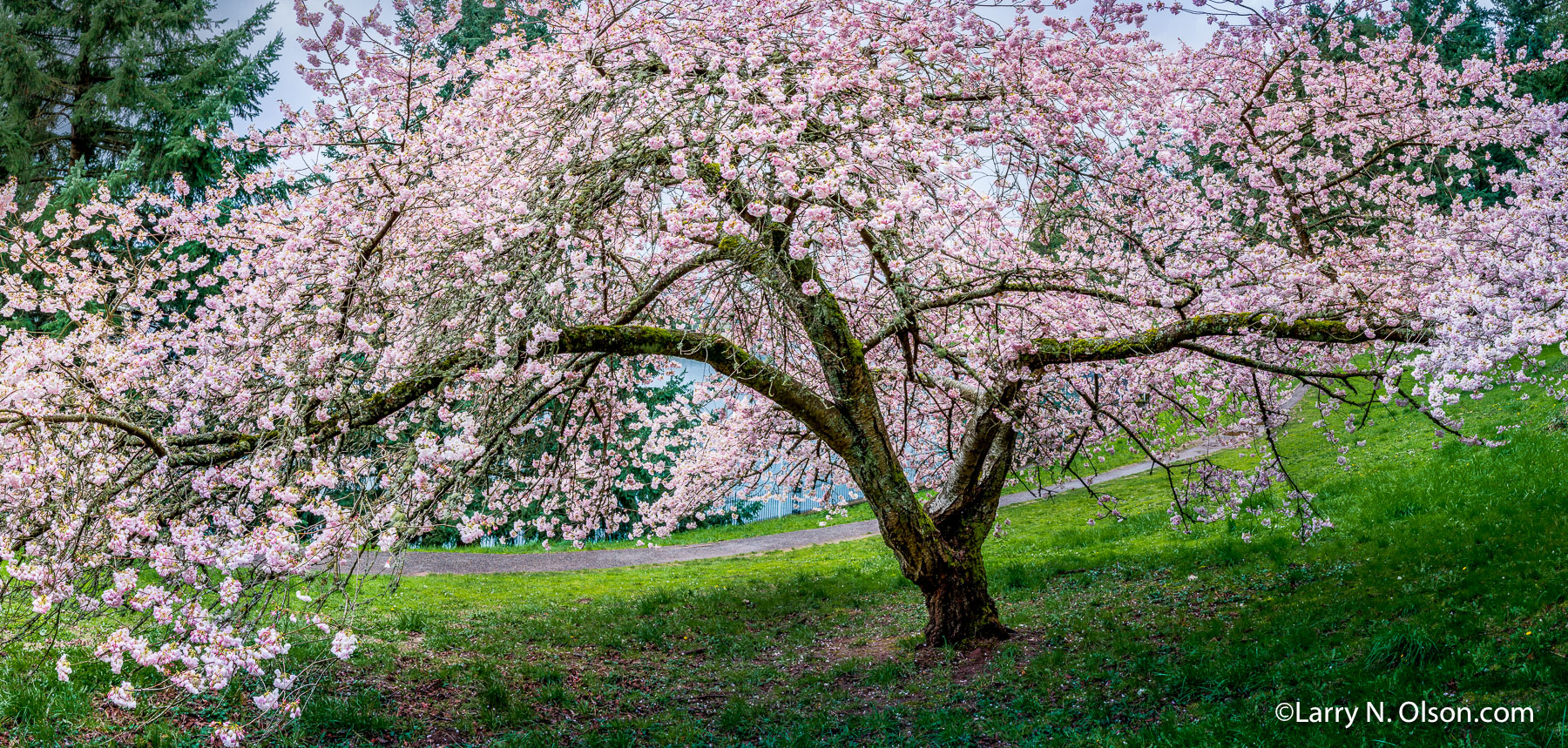 Cherry Trees, Mount Tabor Park, Portland, OR | 