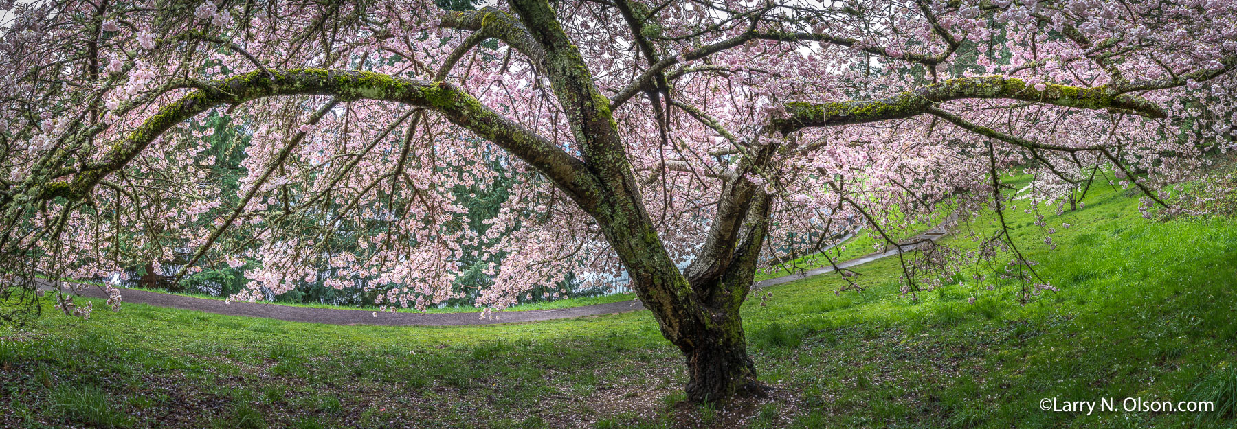 Cherry Trees, Mount Tabor Park, Portland, OR | 