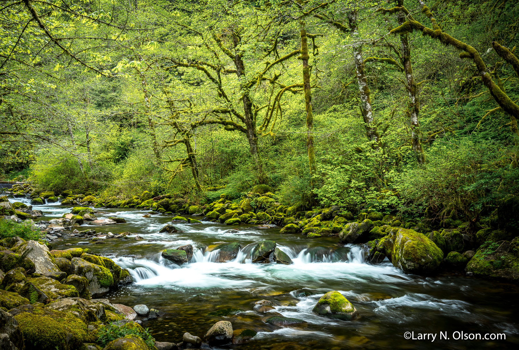 Tanner Creek, Columbia River Gorge, OR | 