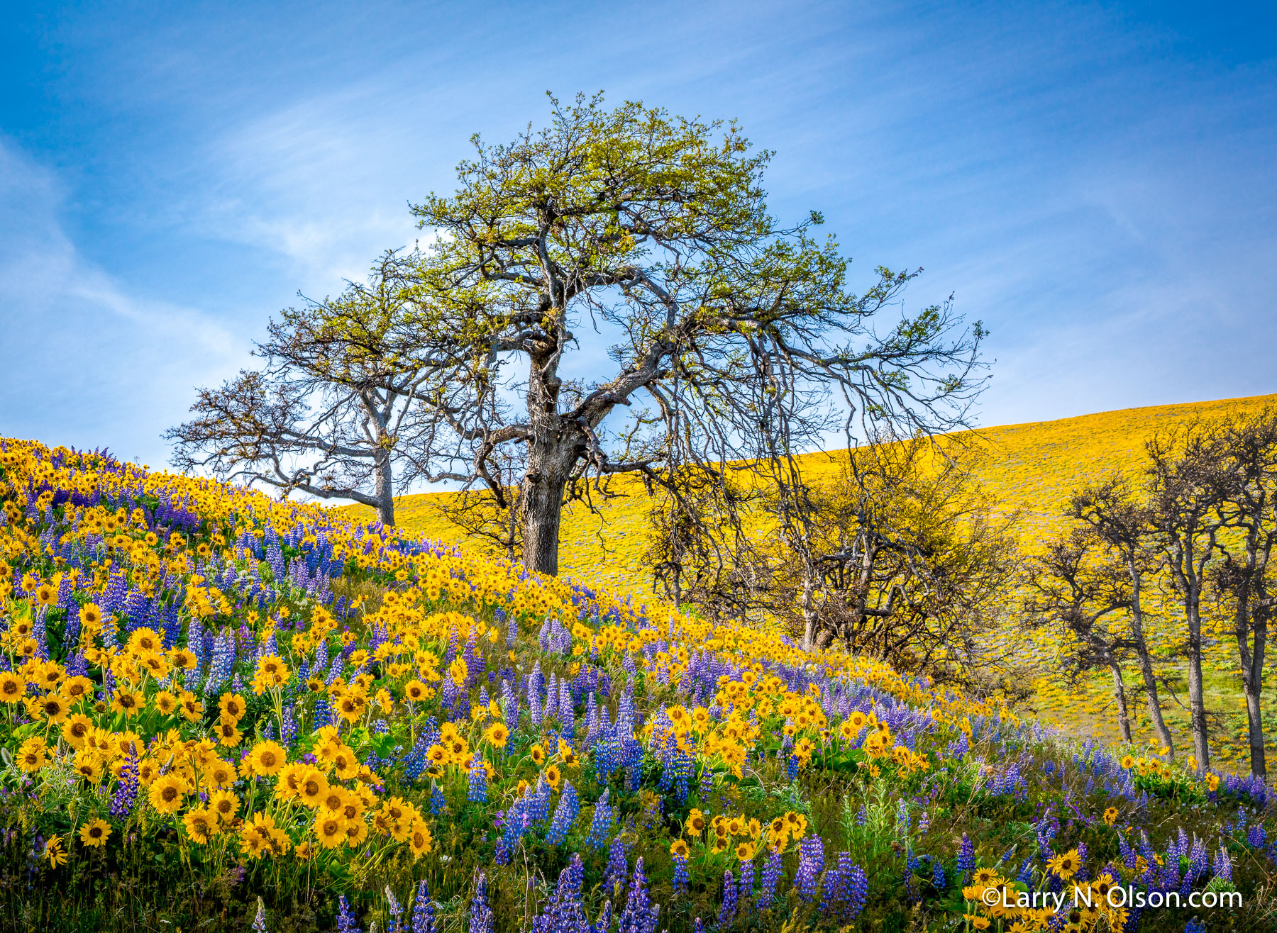 Seven Mile Hill, Columbia River Gorge, OR | Super bloom, spring, 2016