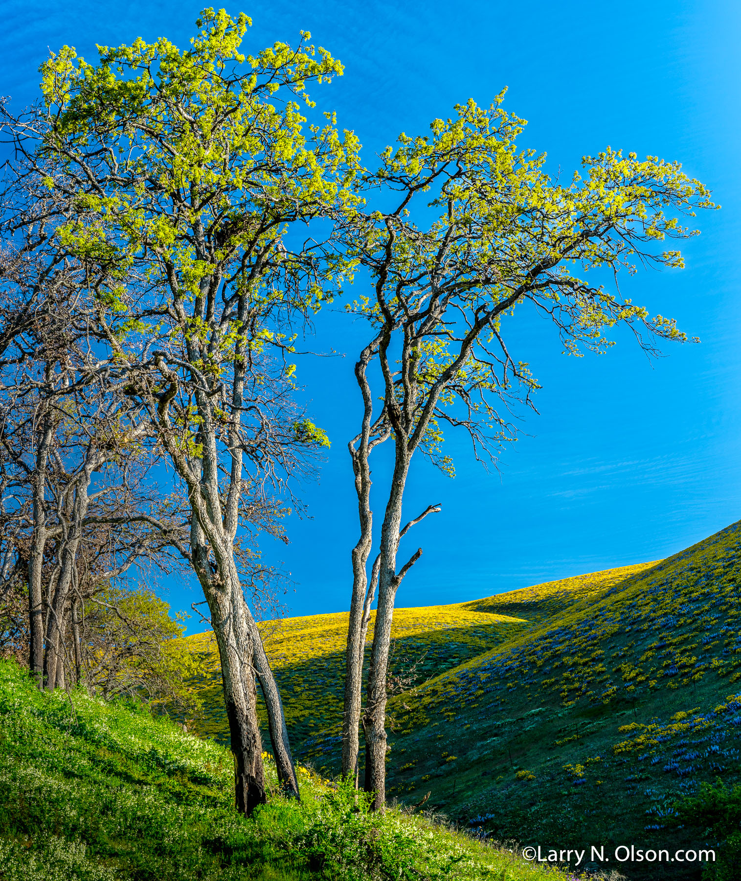 Seven Mile Hill, Columbia River Gorge, OR | Super bloom, spring, 2016