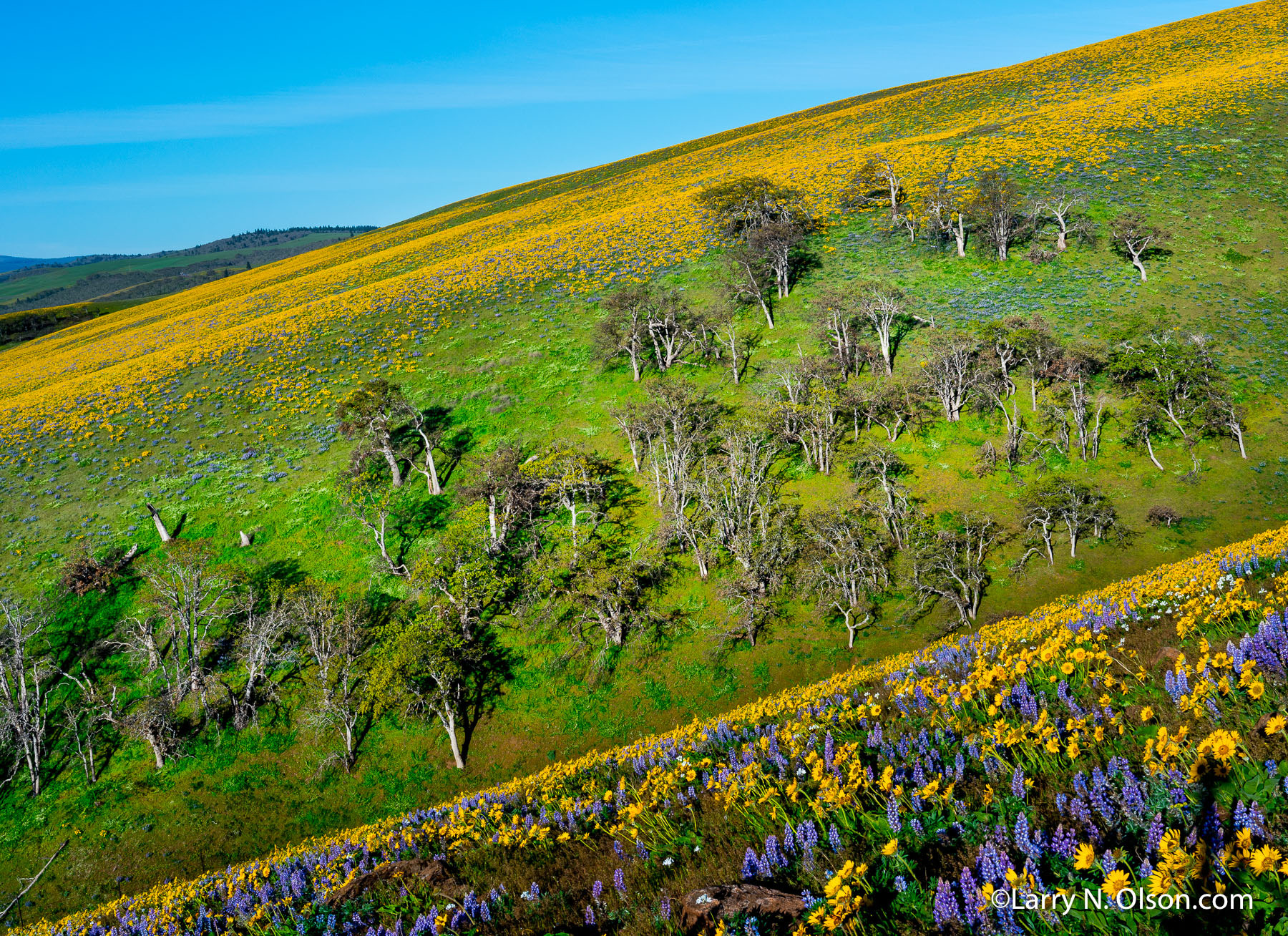 Seven Mile Hill, Columbia River Gorge, OR | Super bloom, spring, 2016