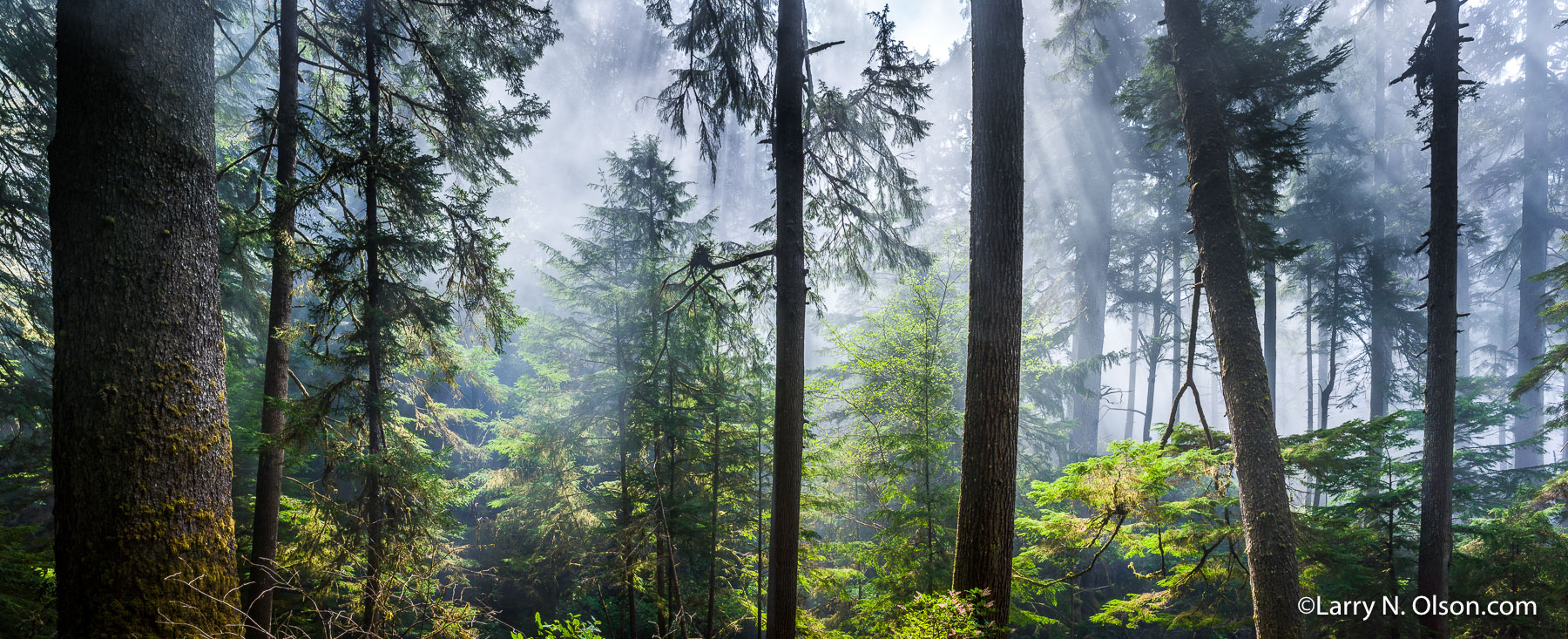 Ancient Forst, Oswald West State Park, OR | 