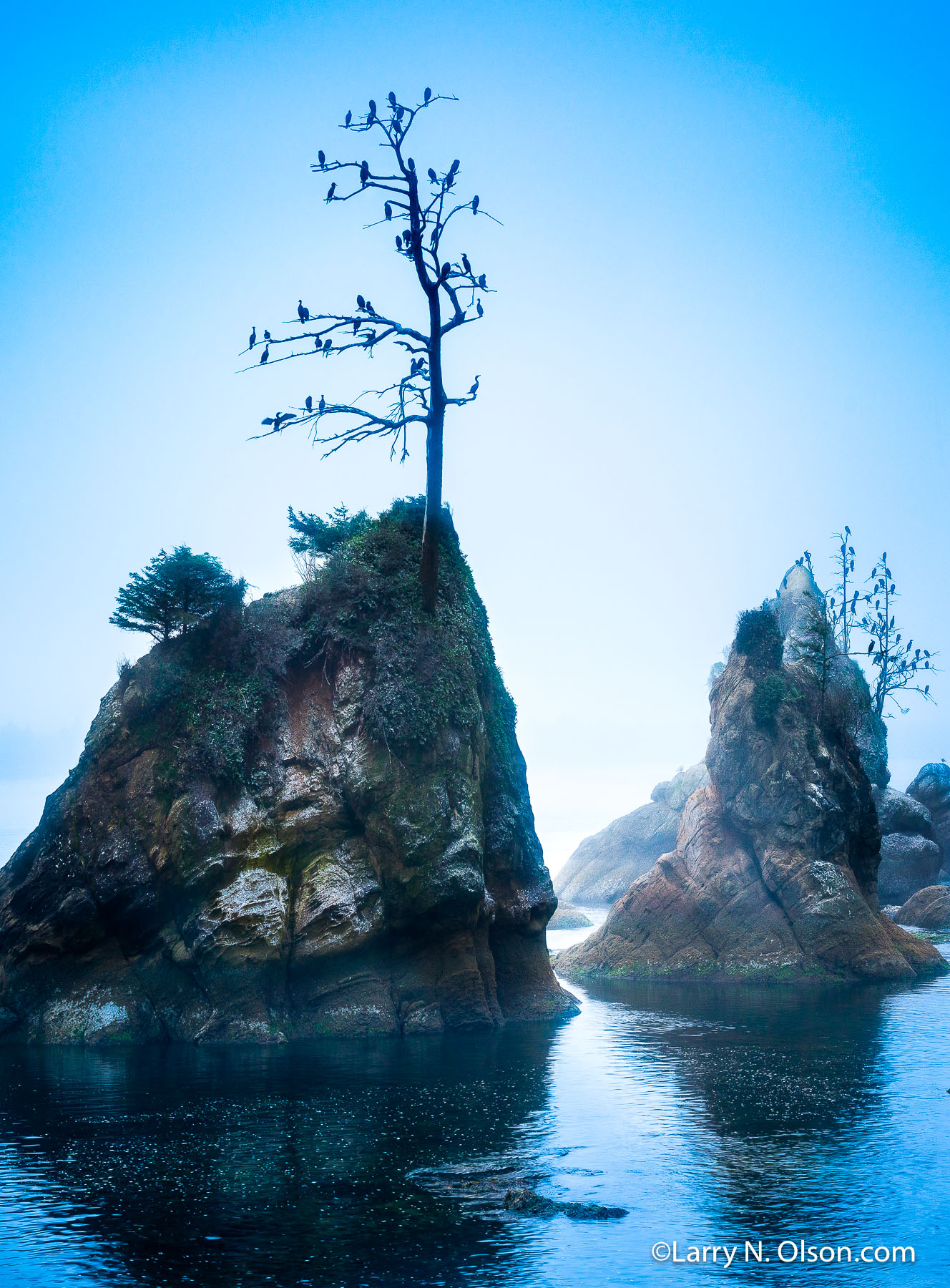 Cormorants at Tillamook Bay, OR | Pelagic Cormorants perched at Crab Rocks, Tillamook Bay