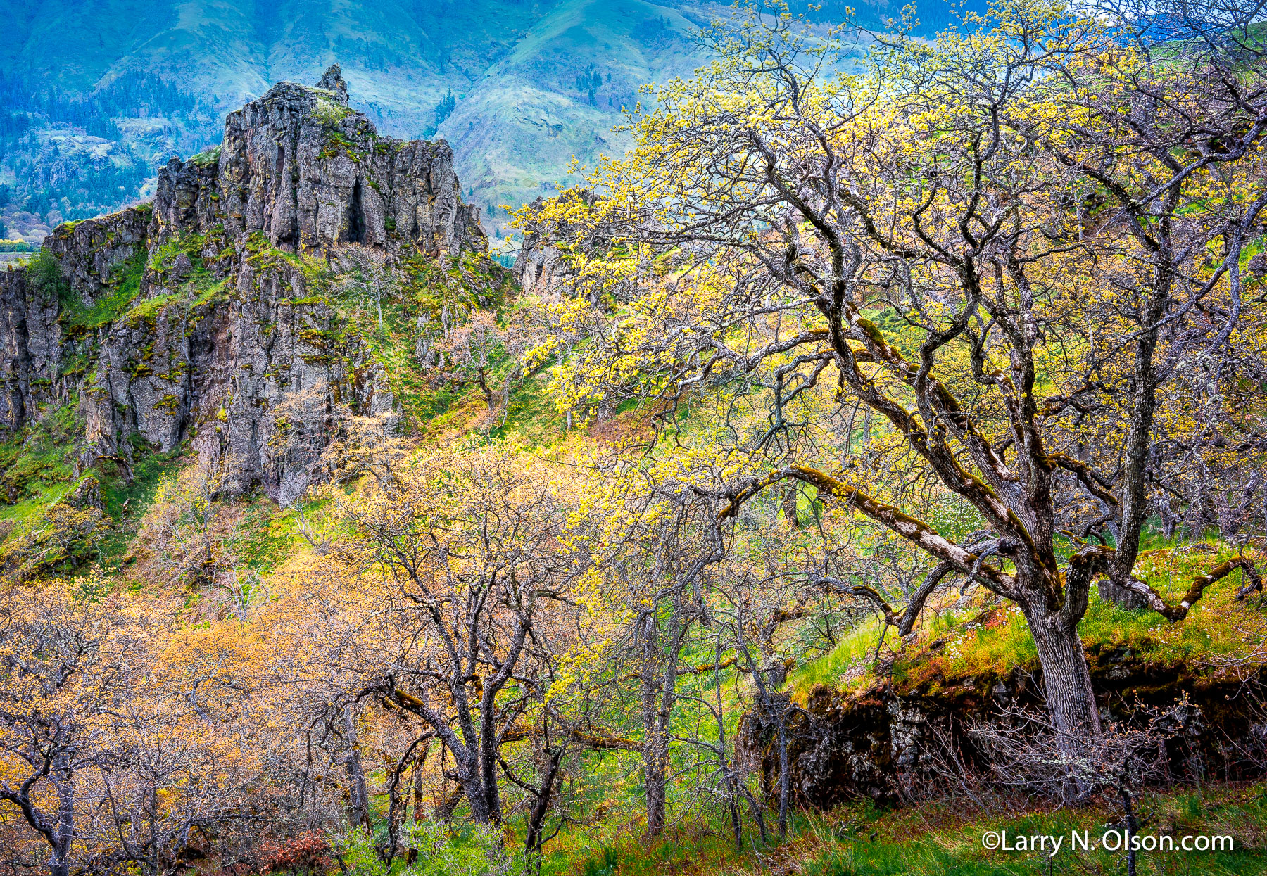 Oaks, Columbia Hills, Columbia River Gorge,WA | Spring flush of oak trees with basalt formation in the Columbia River Gorge.