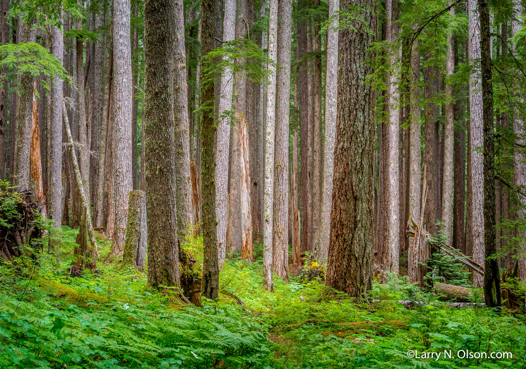 Hemlock Forest, Olympic National Park, Washington | 
