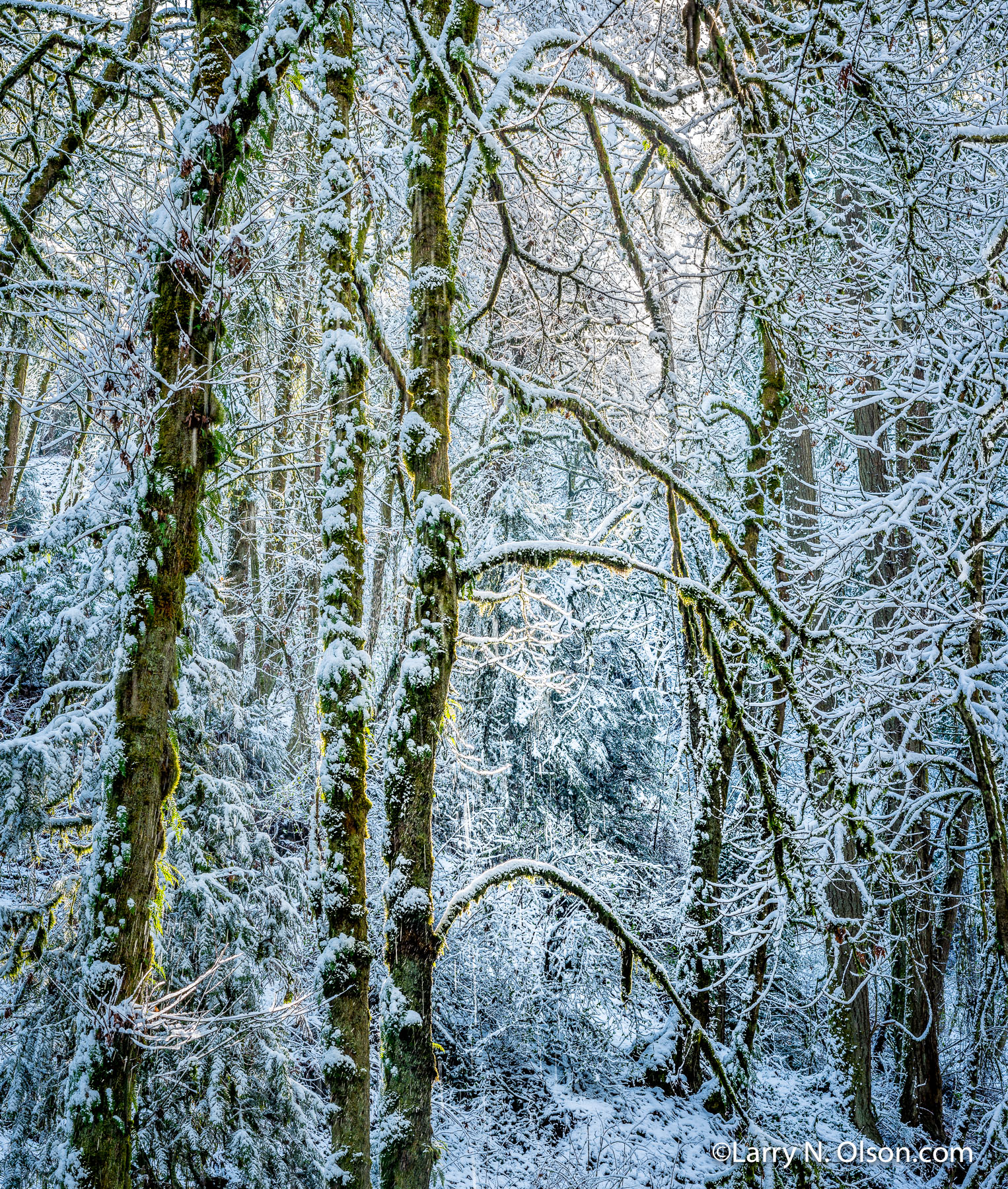 Snowy Forest Park, Portland, Oregon | 