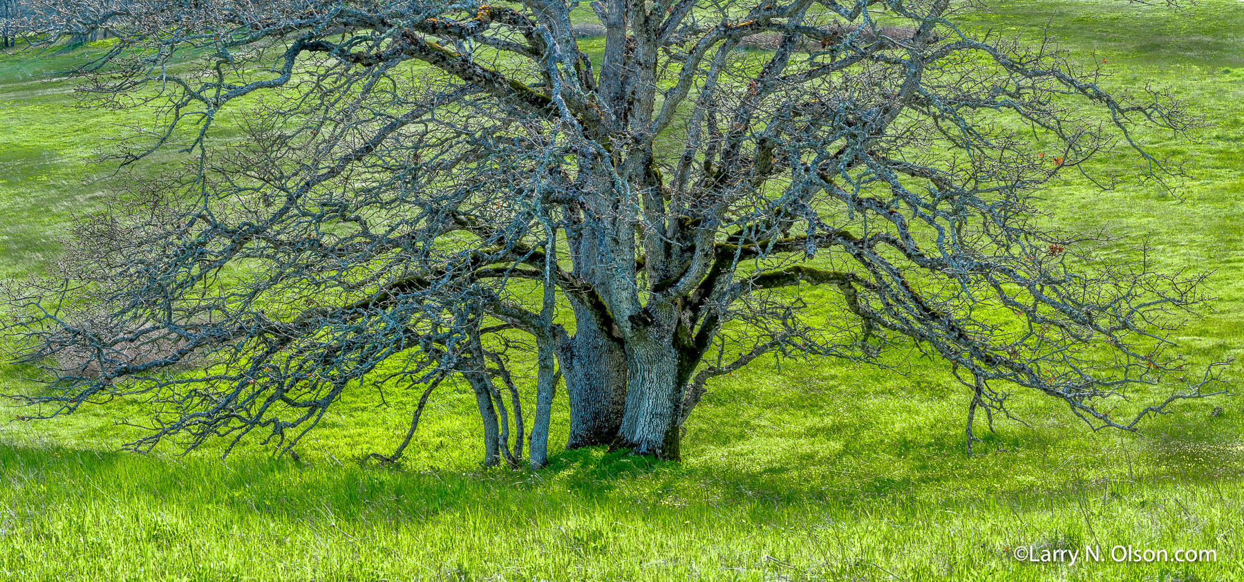 Oak, Catherine Creek, Columbia River Gorge, Washington | Giant Oak in the Columbia Hills, Columbia River Gorge, Washington