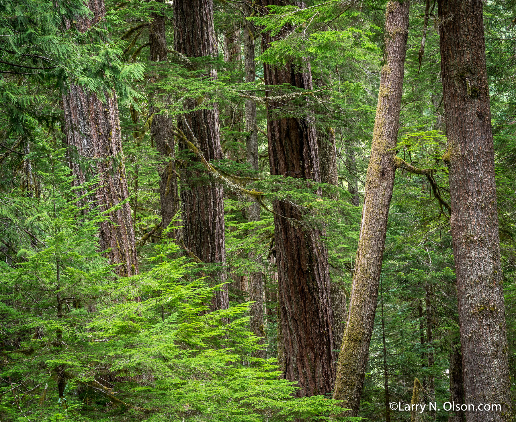 Douglas Fir, Mount Rainier National Park, Washington | 