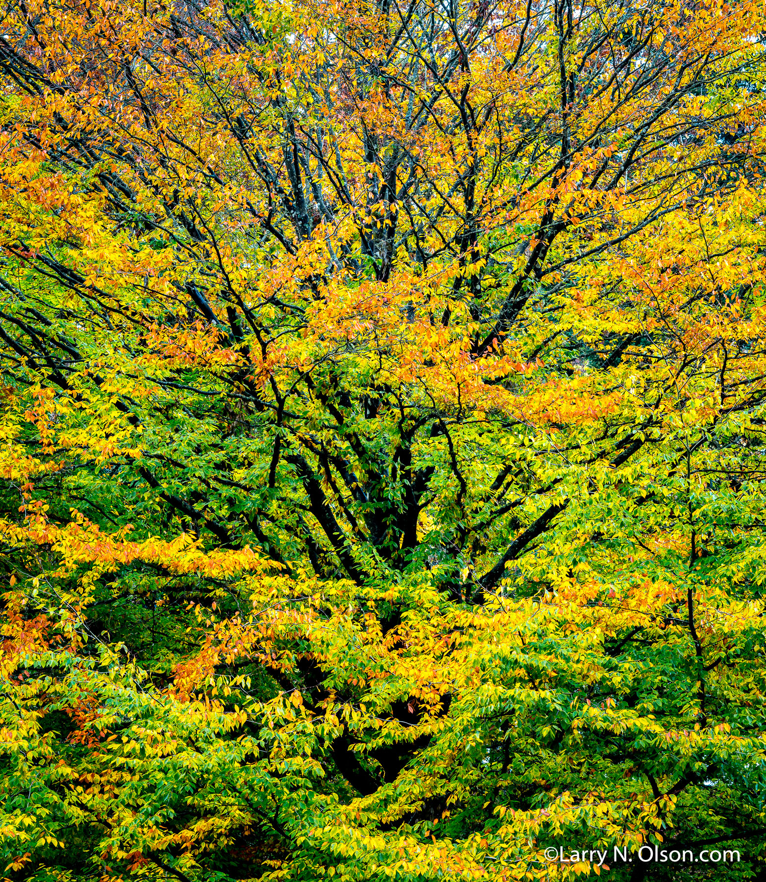 Beech Trees, Hoyt Arboretum, OR | A riot of fall color brightens up the forest at Hoyt Arboretum in Washington Park.