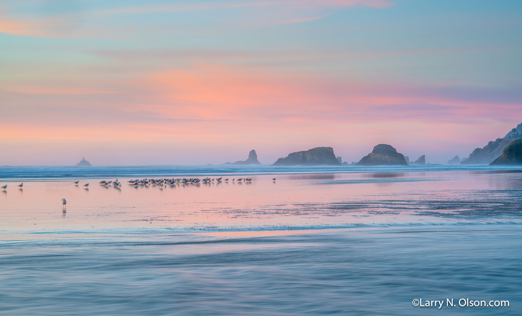 Cannon Beach, OR | Gulls on the beach at sunset.