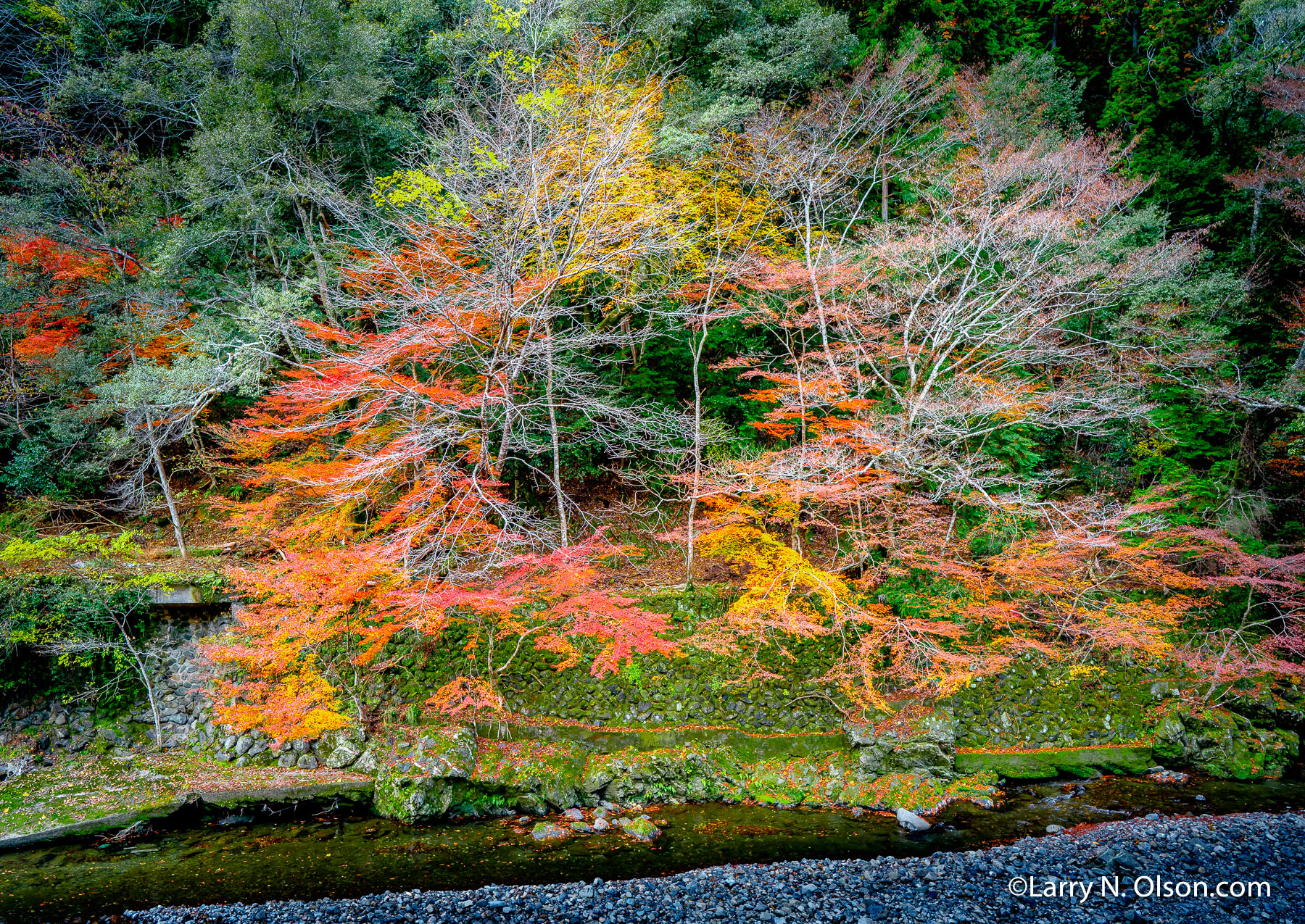 Autum Forest, Kyoto, Japan | 