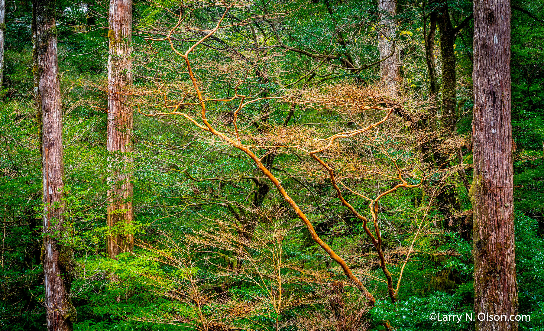 Stewartia, Yakusugi Land, Yakushima, Japan | 