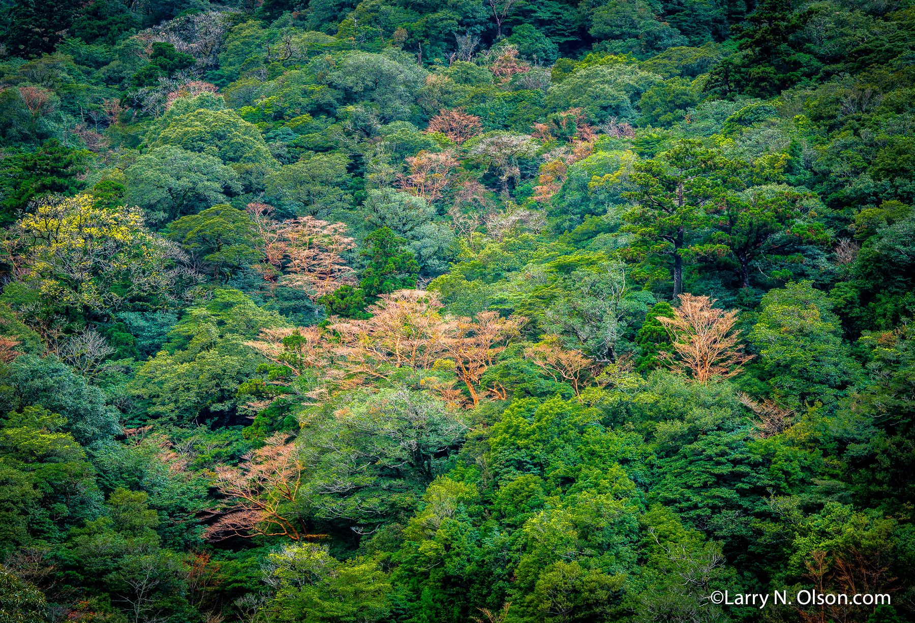 Stewartia, Yakusugi Land, Yakushima, Japan | 