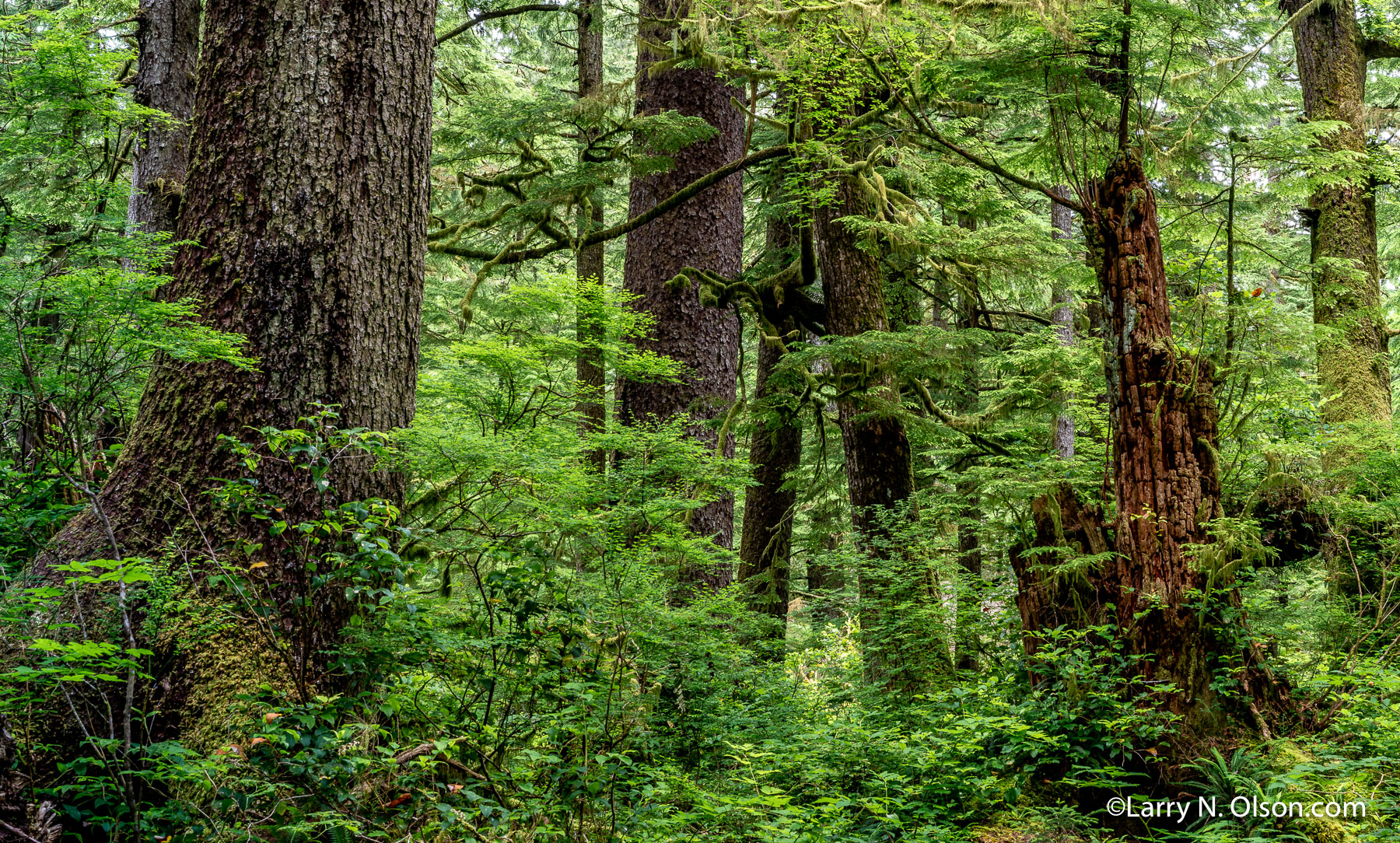 Old growth Forest, Oswald West State Park , OR | Mixed aged Sitka Spruce and Western Hemlock trees in an old growth forest, Oswald West State Park , OR