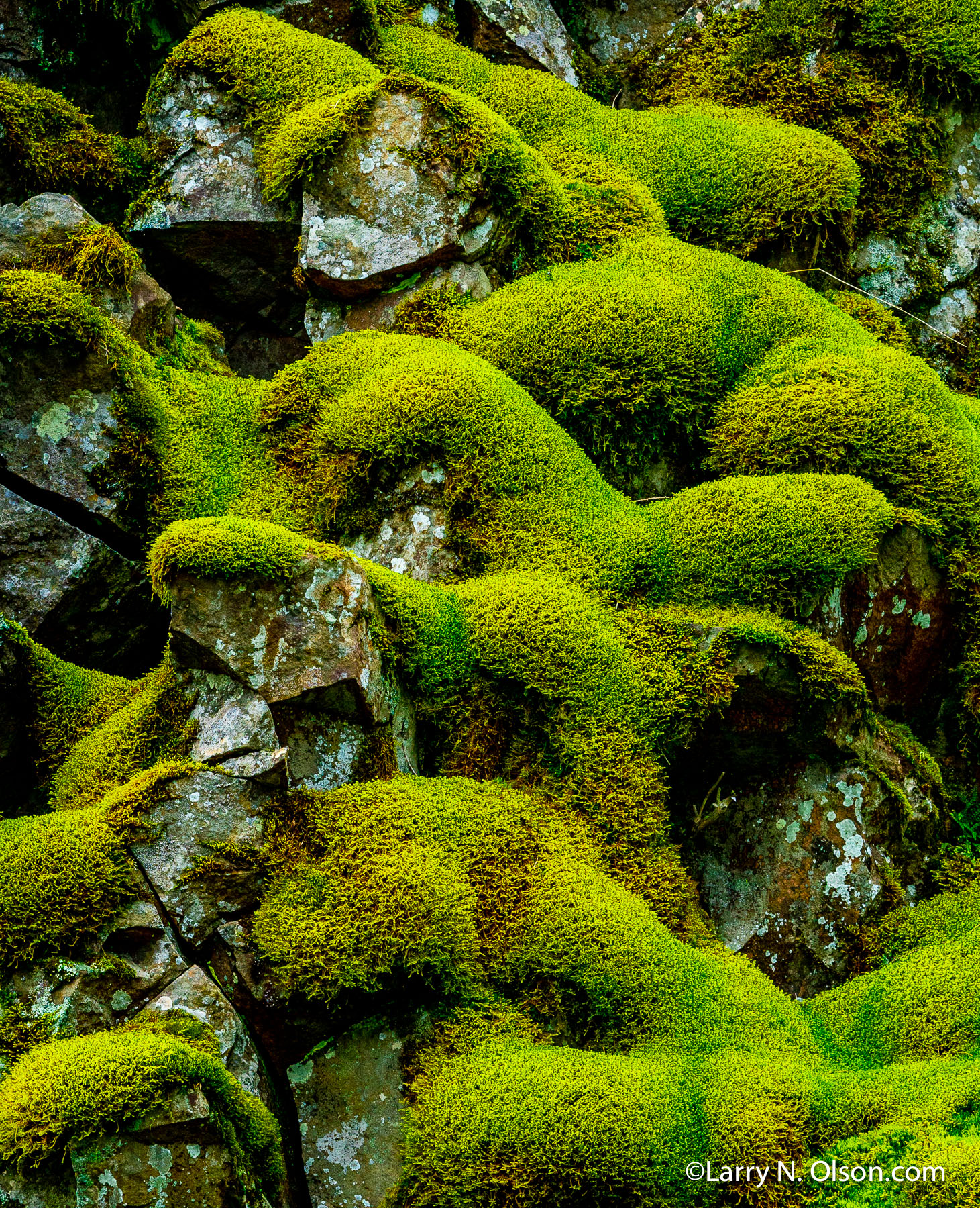 Moss and Basalt, Columbia River Gorge, WA | 