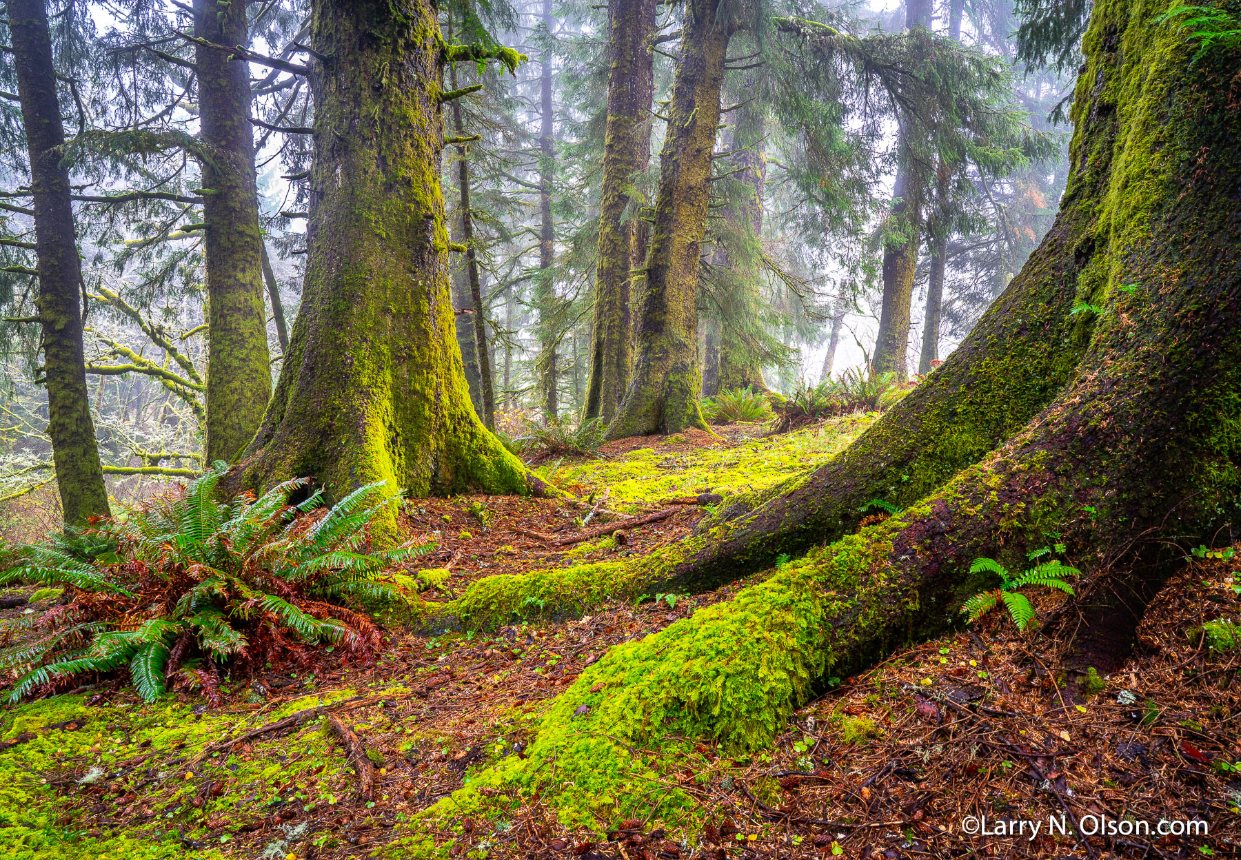 Sitka Spruce, Cascade Head, OR, | 