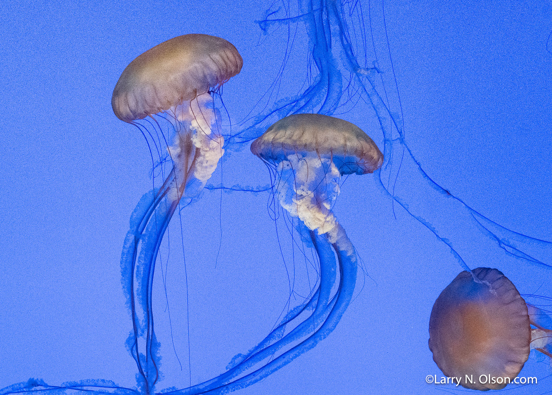 Jellyfish | 