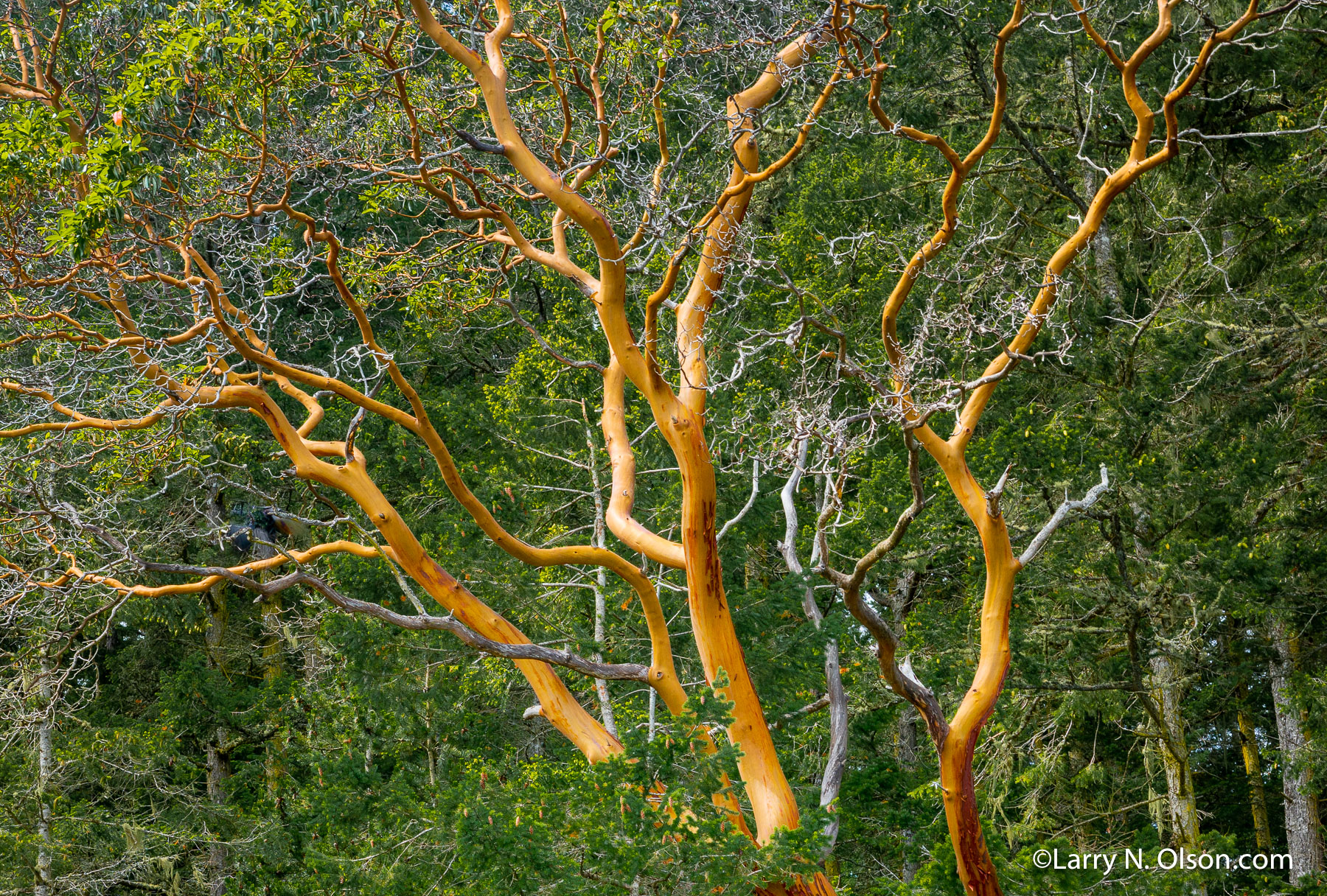 Madrone, Lopez Island, San Juan Islands, WA | 