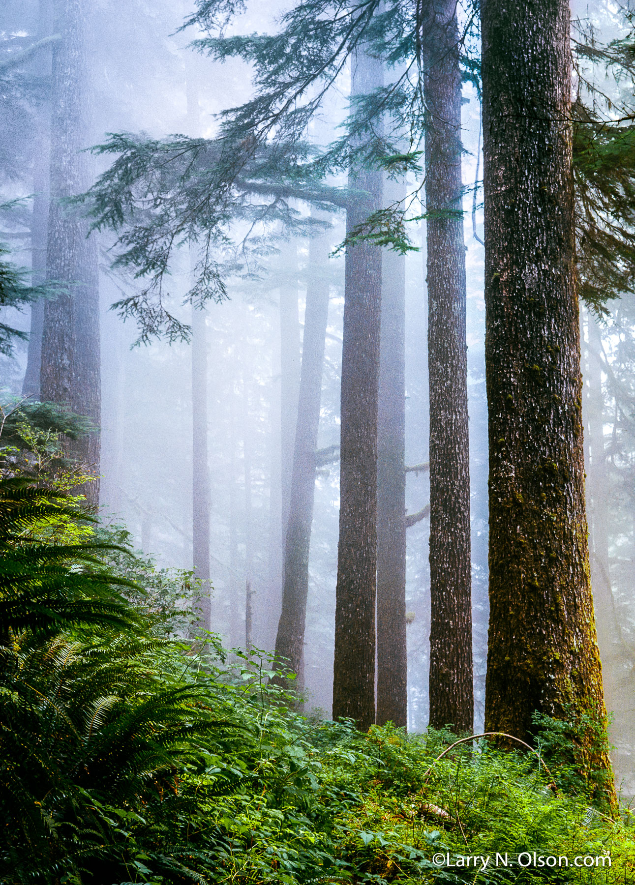 Hemlocks, Olympic National Park, WA | Hemlock trees in fog tower above the  verdant ground cover of Salmonberry, Huckelberry, and Sword Fern.