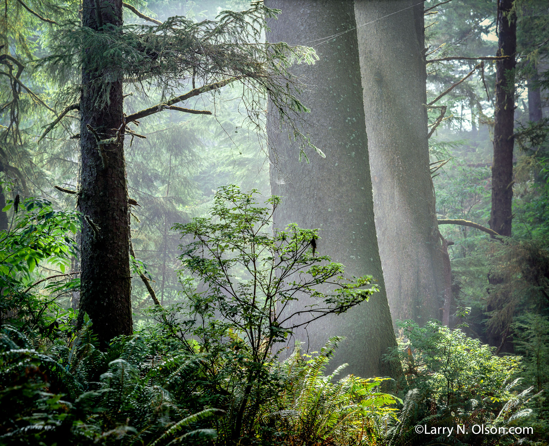 Old Growth Sitka Spruce, Ecola, OR | Coastal fog drifts through old growth Sitka Spruce trees in Ecola State Park Oregon